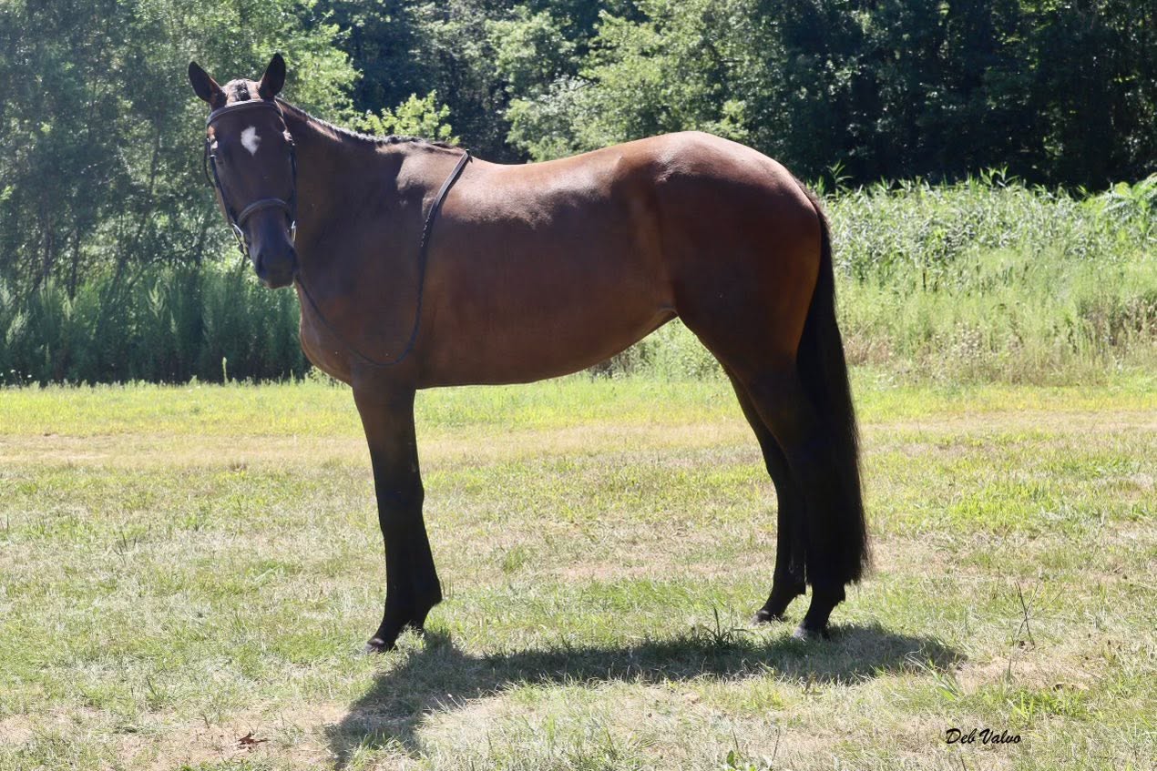 Five Star Performance Horses