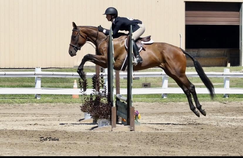Five Star Performance Horses
