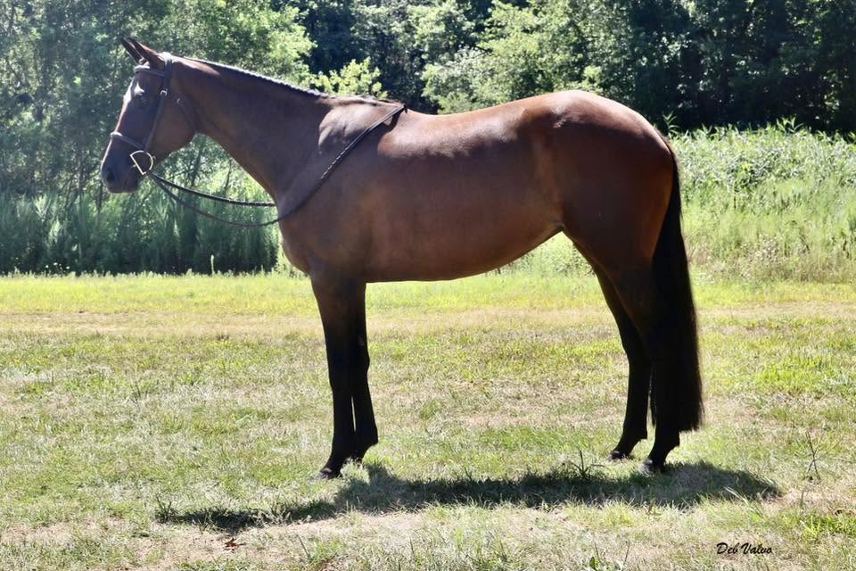 Five Star Performance Horses