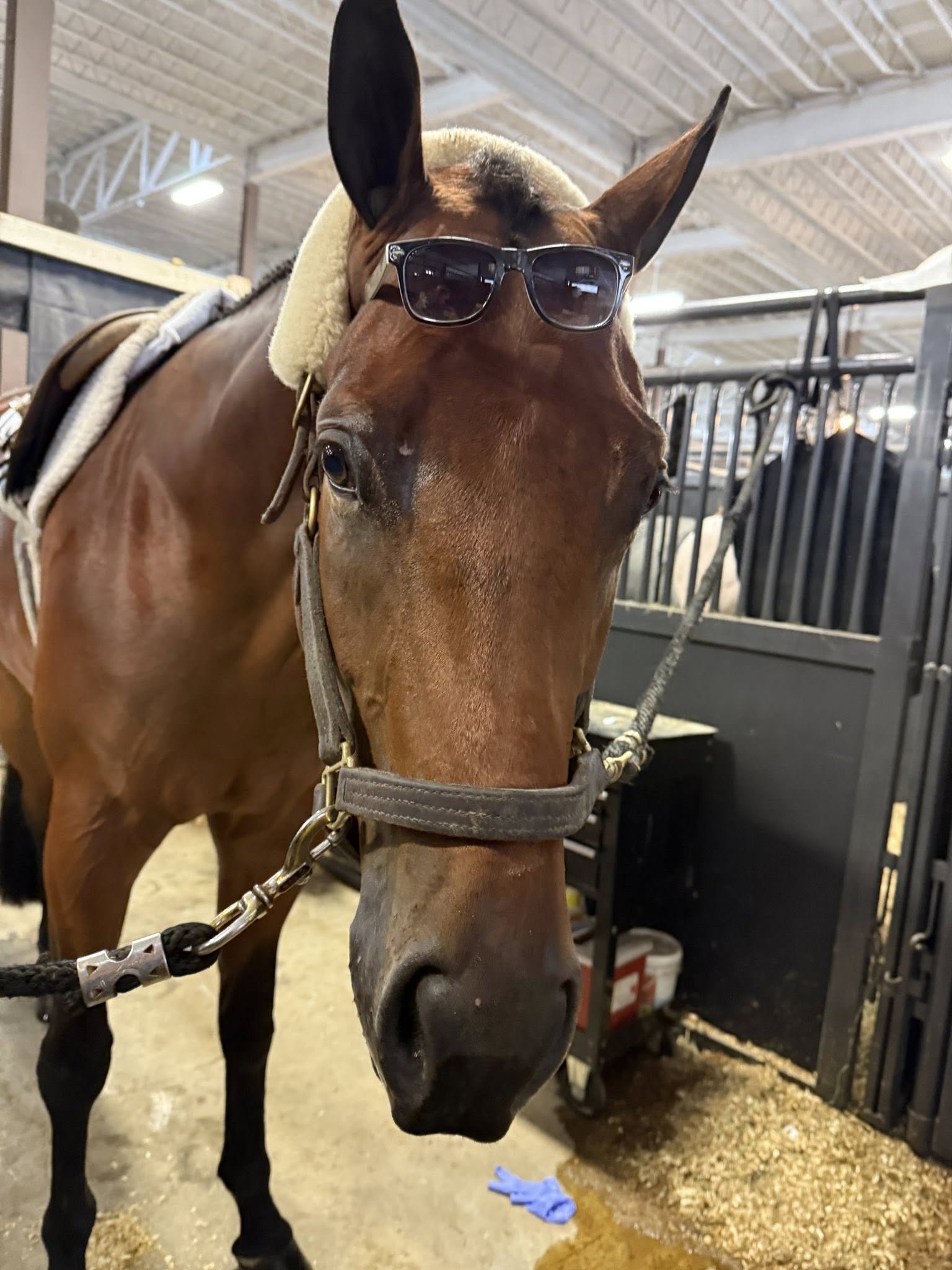 Five Star Performance Horses