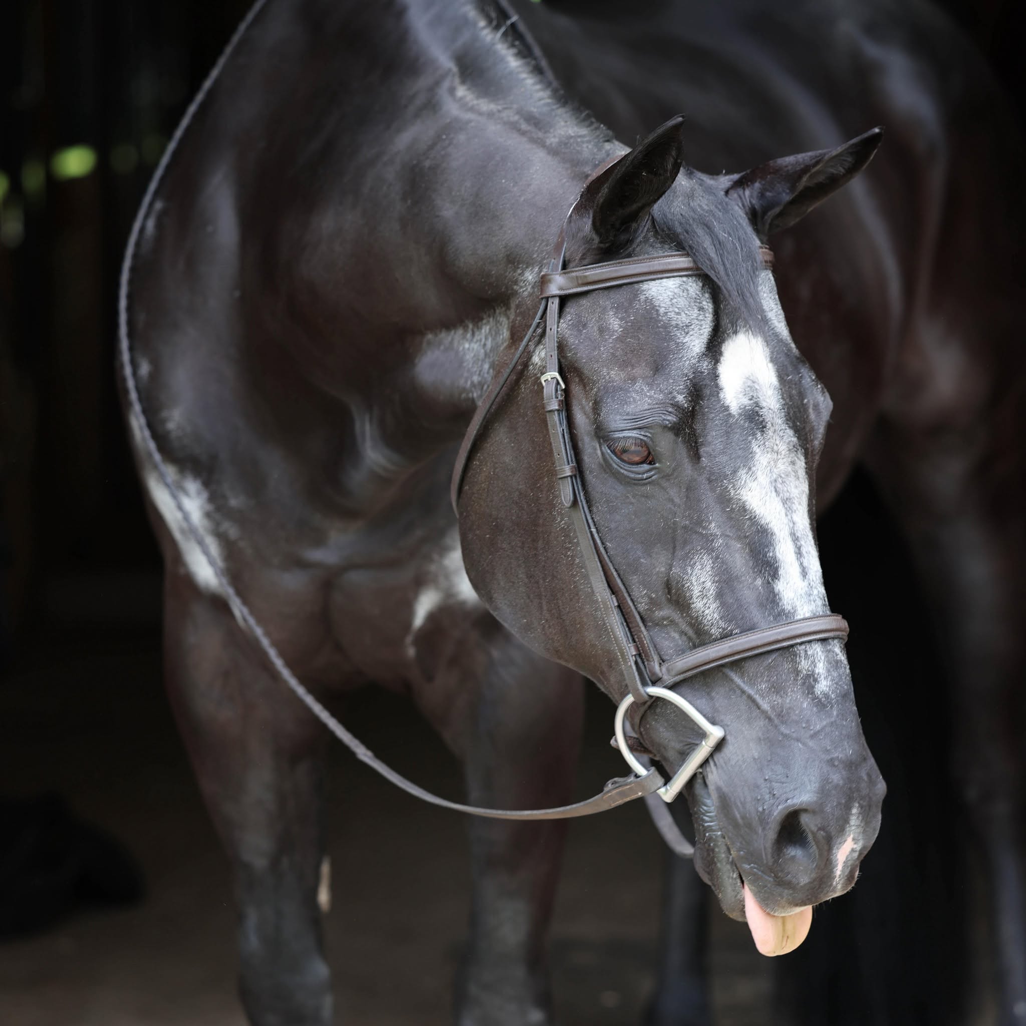 Five Star Performance Horses
