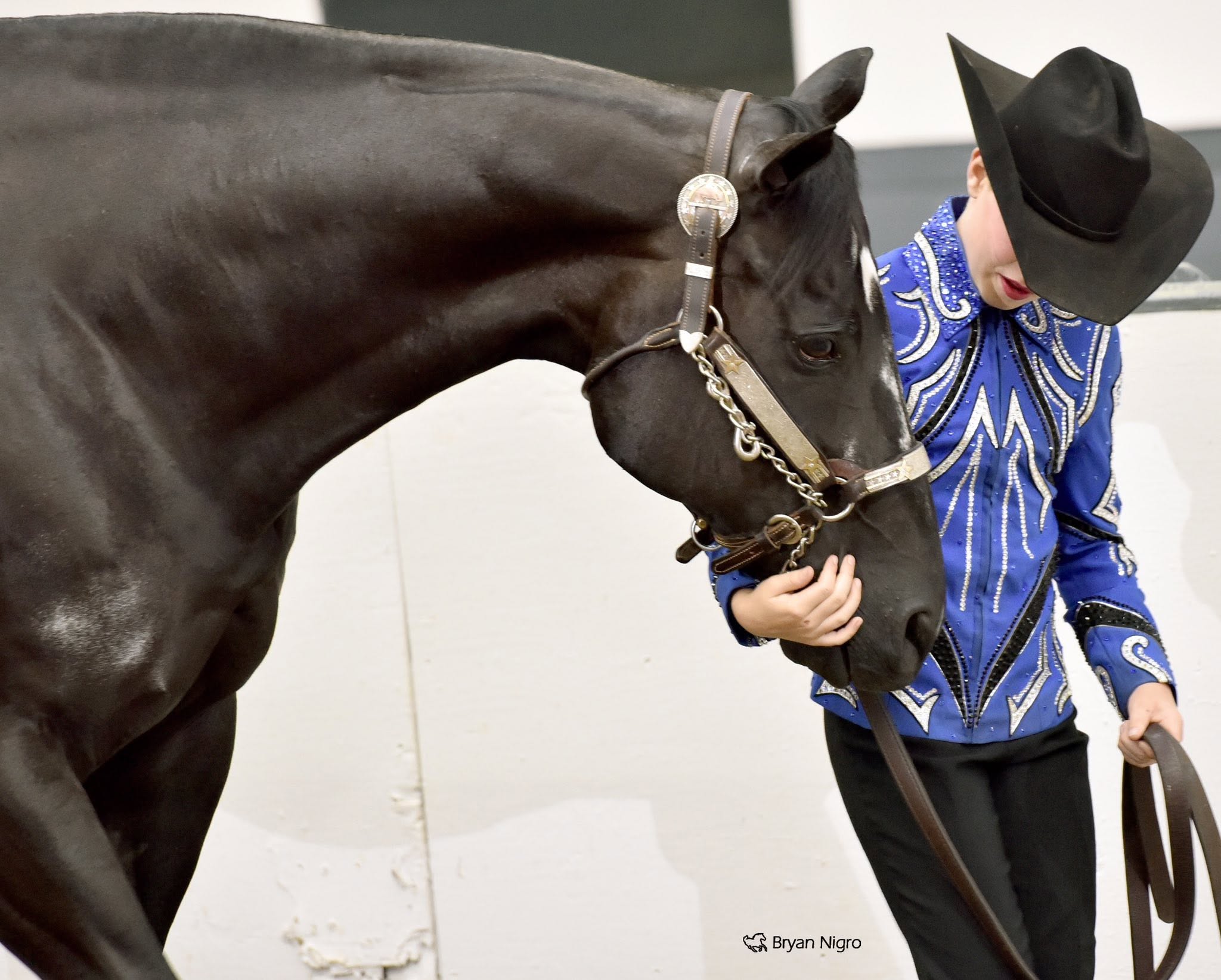 Five Star Performance Horses