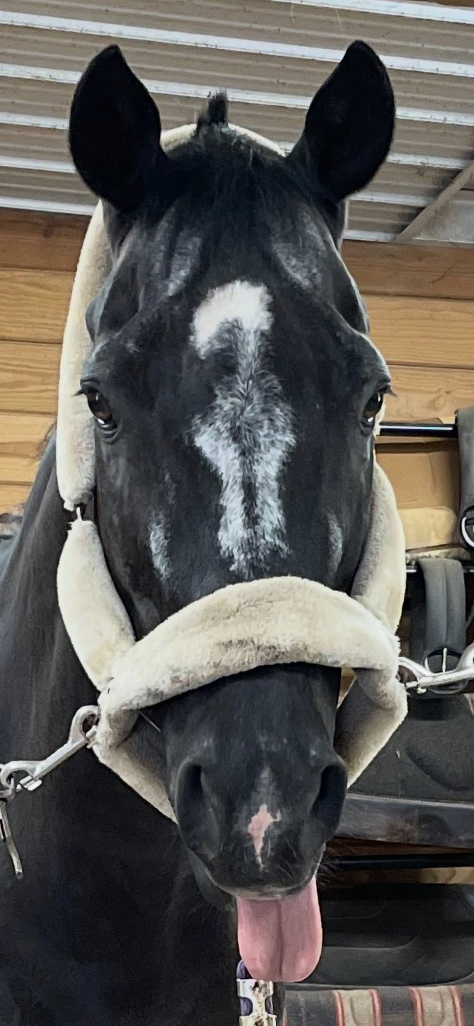 Five Star Performance Horses