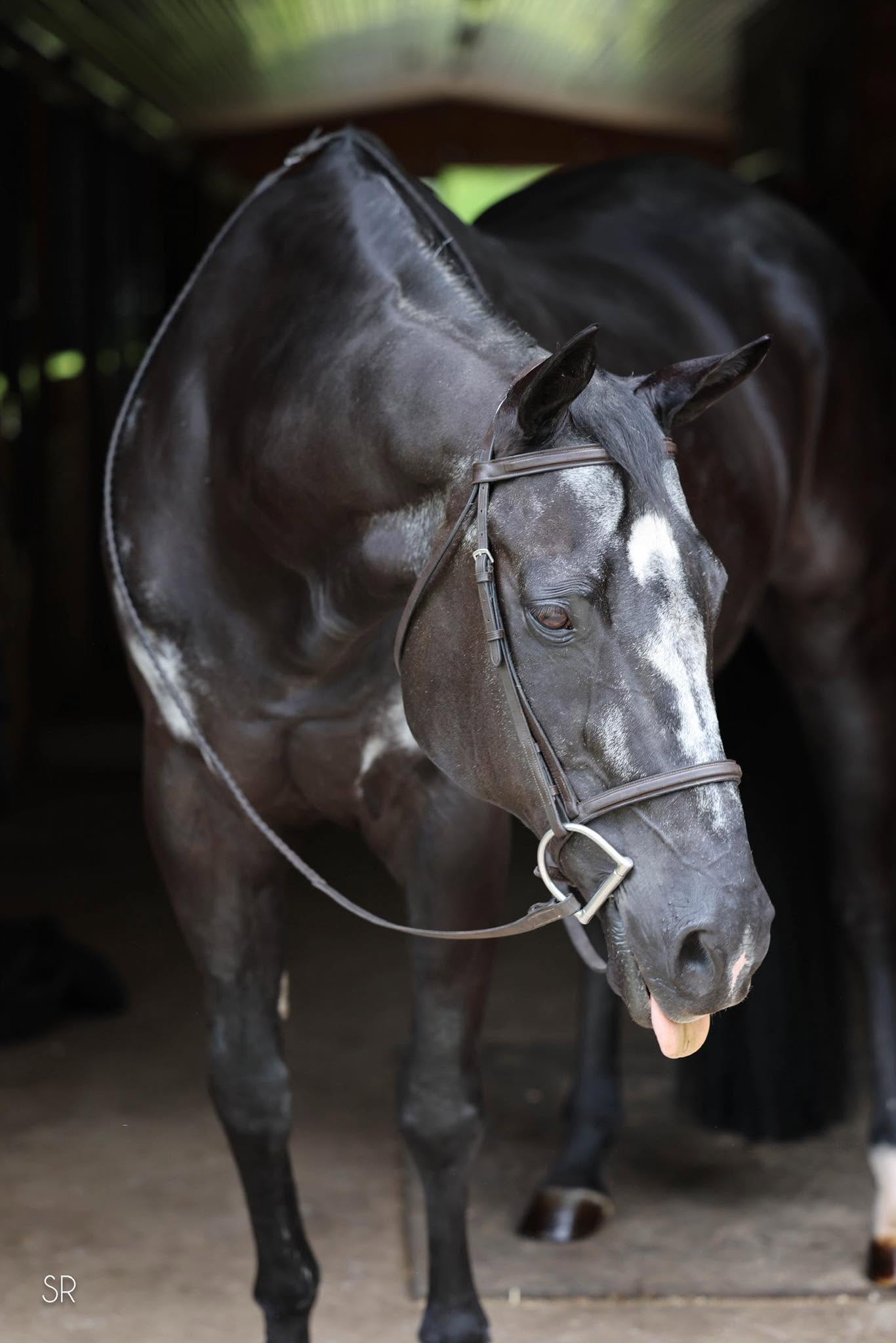 Five Star Performance Horses