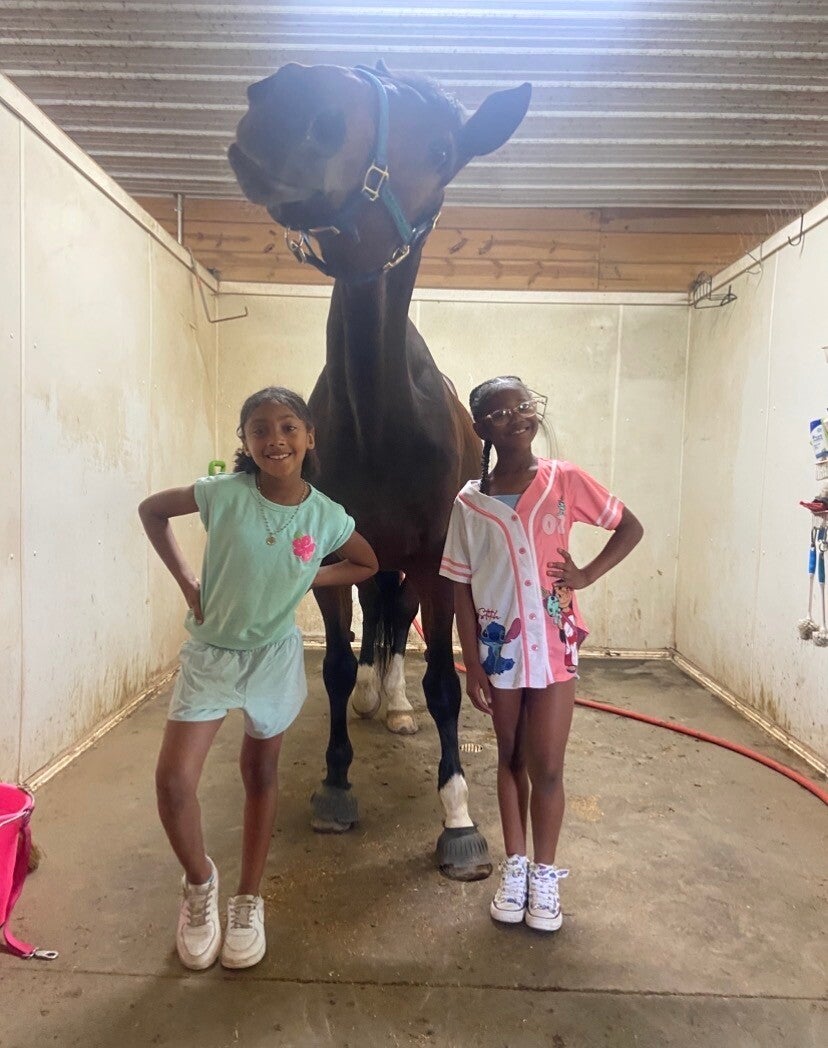 Five Star Performance Horses on-site