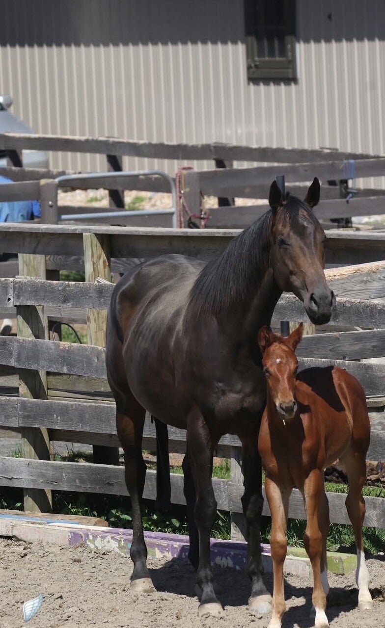 Five Star Performance Horses on-site