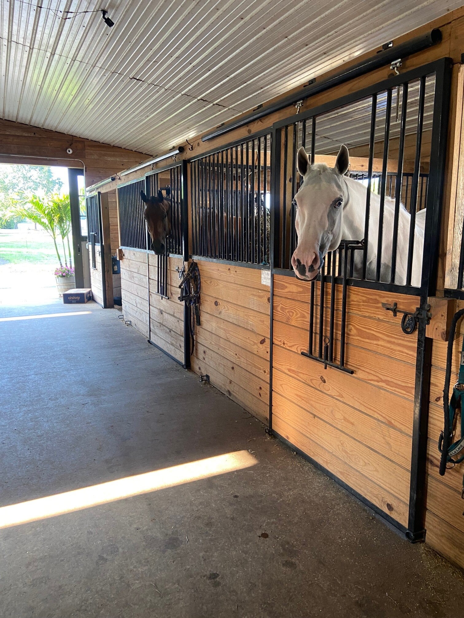 Five Star Performance Horses on-site