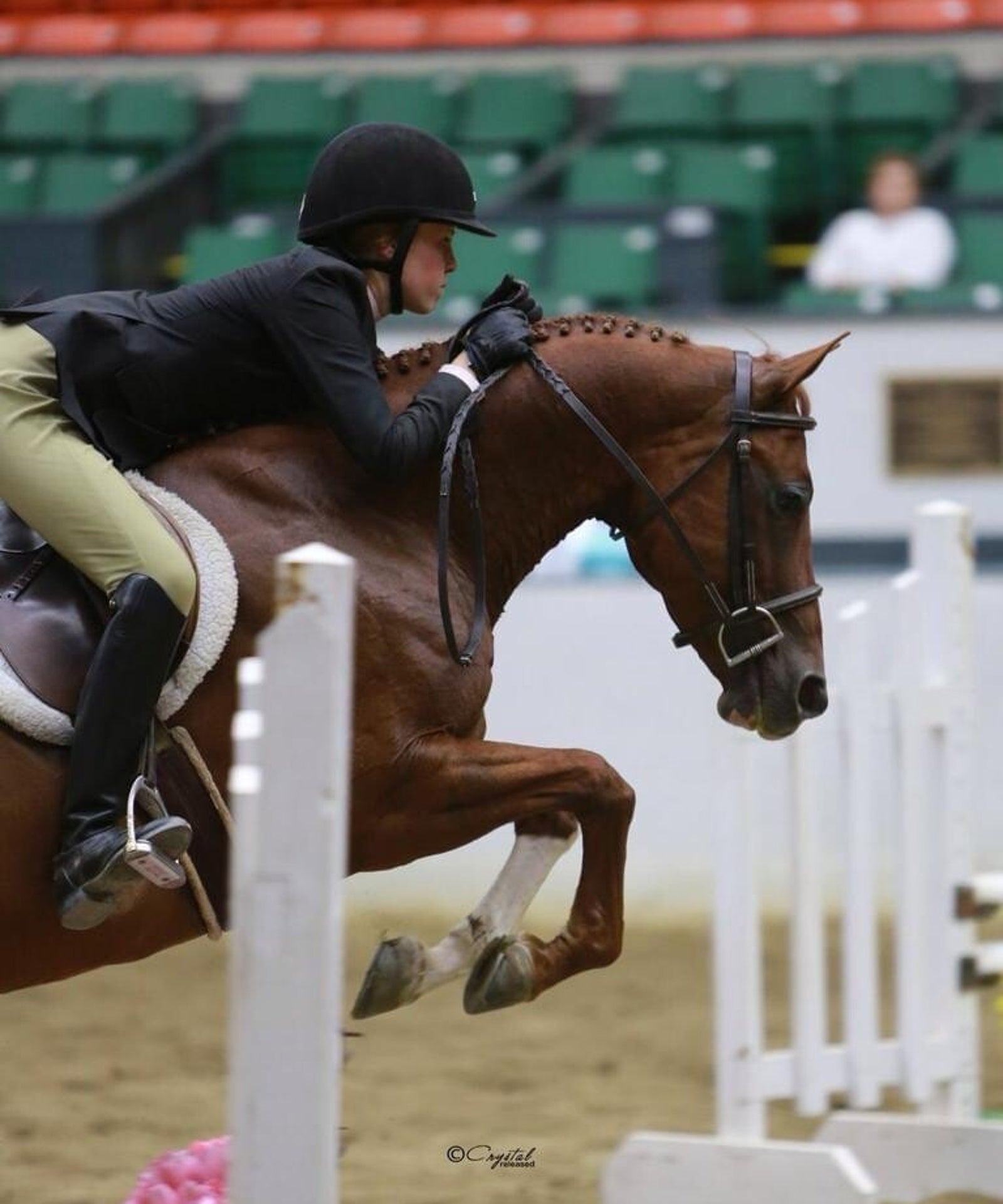Five Star horse and rider at a show